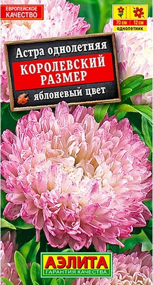 Астра Королевский Размер Яблоневый 