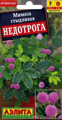 Мимоза Недотрога комнатная Аэлита