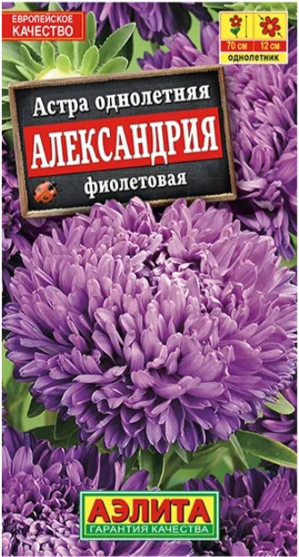 Астра Александрия Фиолетовая 
