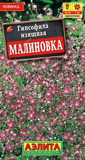 Гипсофила Малиновка Аэлита 