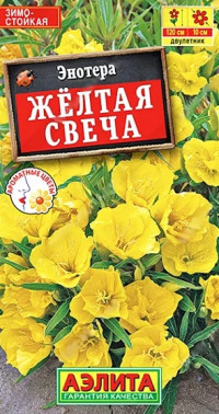 Энотера Желтая Свеча Аэлита