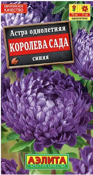 Астра Королева Сада СИНЯЯ 