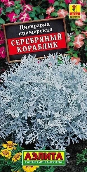 Цинерария Серебряный Кораблик Аэлит 