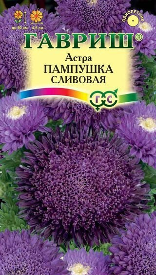 Астра Пампушка Сливовая 