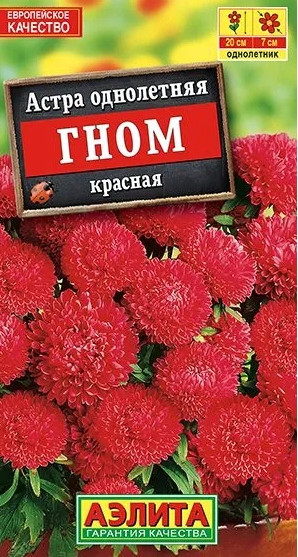 Астра Гном Красная Аэлита 