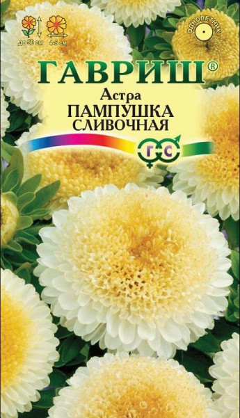 Астра Пампушка СЛИВОЧНАЯ 