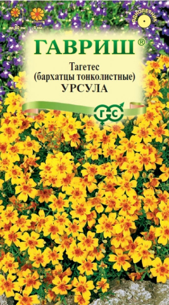 Бархатцы Урсула Гавриш 