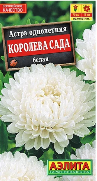 Астра Королева Сада БЕЛАЯ Аэлита 