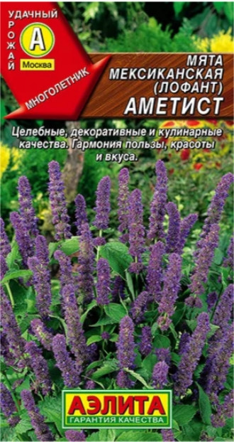 Мята Аметист мексиканская (Лофант) 