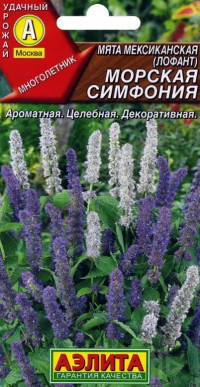 Мята Морская Симфония мексиканская